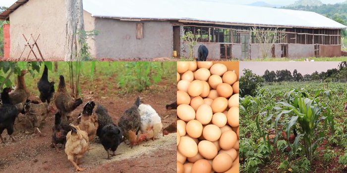 Henhouse, hens, eggs, crops